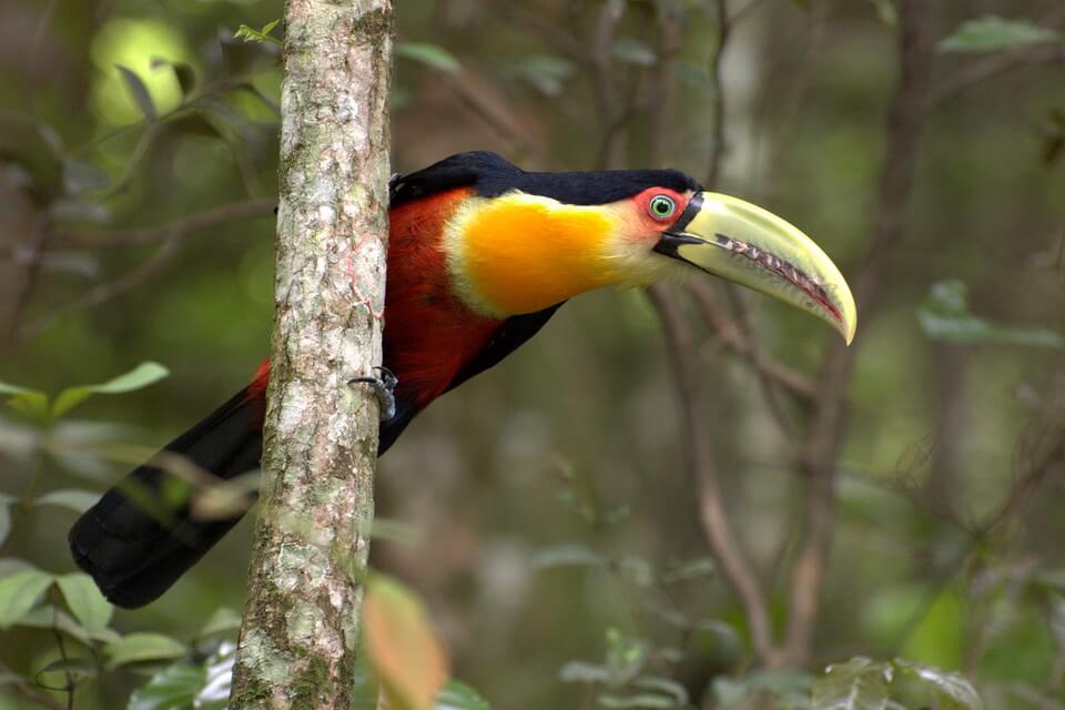 Види туканів з фото та описом – Тукан строкатий (Ramphastos dicolorus)