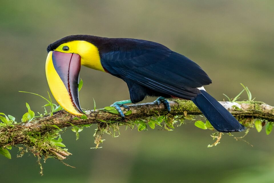 Види туканів з фото - Жовтошиїй (Ramphastos ambiguus)