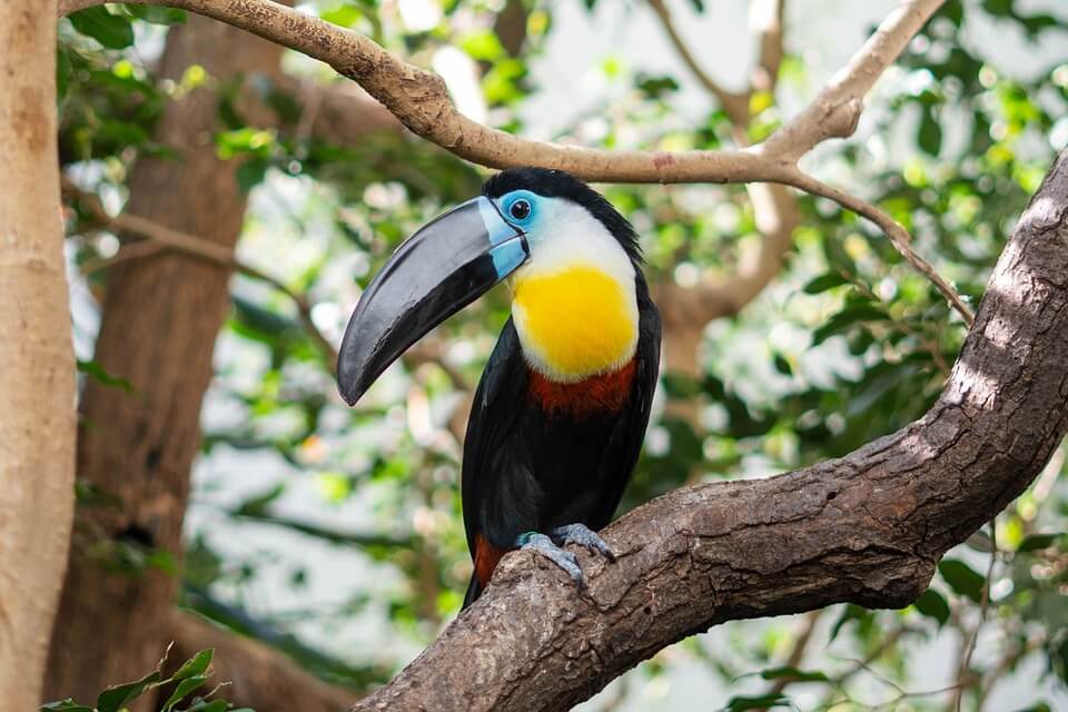 Лимонноволий тукан (Ramphastos citreolaemus) – фото та опис