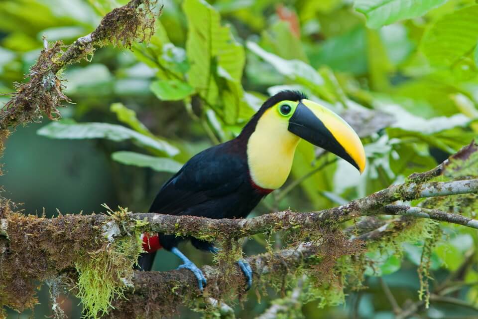 Гірські тукани (Ramphastos brevis)