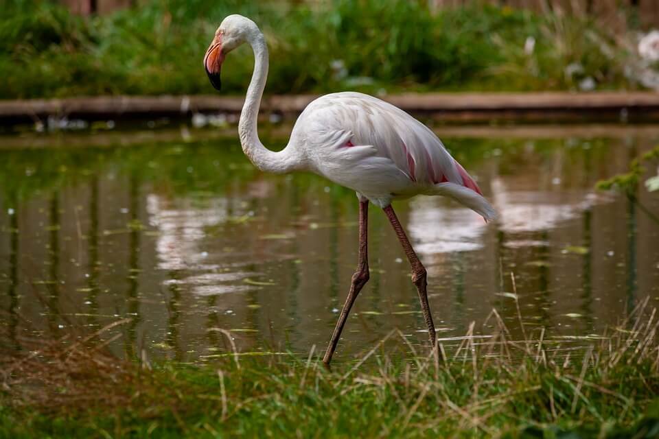 Види фламінго: рожевий, рожевокрилий чи великий (Phoenicopterus roseus)