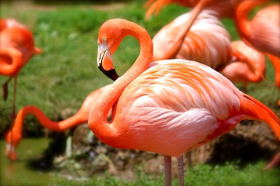 Червоний фламінго (Phoenicopterus ruber) - фото та опис