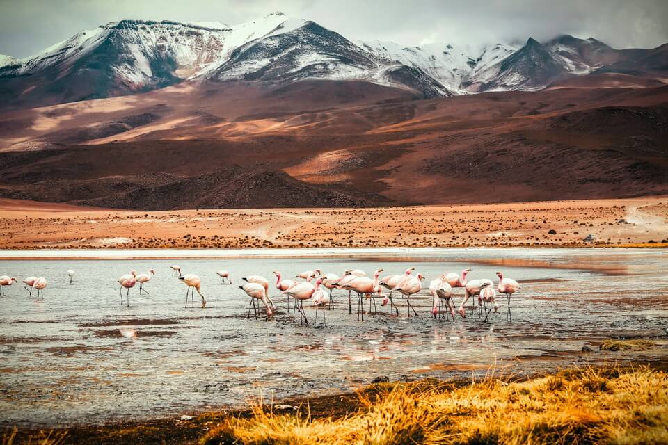 Птах андійський фламінго (Phoenicoparrus andinus) – фото та опис