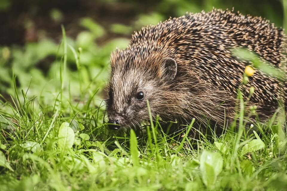 Їжак європейський чи звичайний (Erinaceus europaeus)