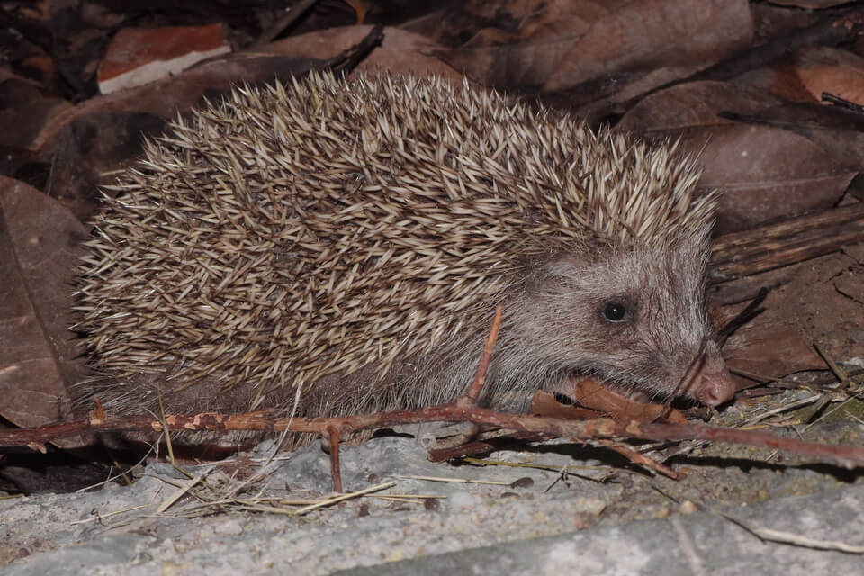 Їжак амурський (Erinaceus amurensis)