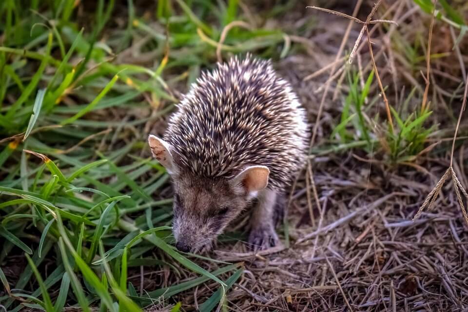 Їжачок вухатий (Hemiechinus auritus​)