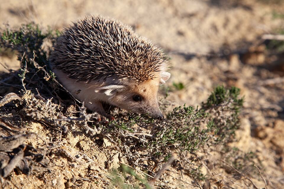 Даурський їжак (Mesechinus dauuricus)