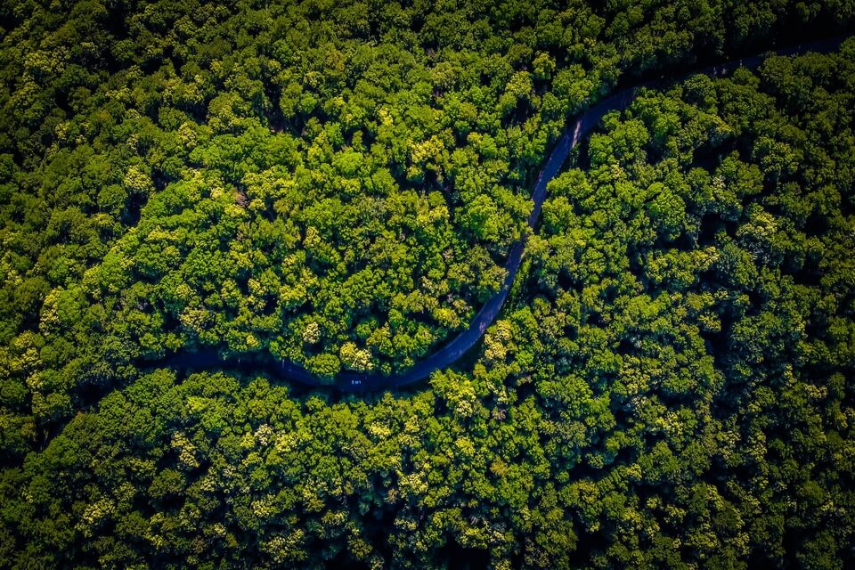 Красиві ліси з фото - Джунглі Амазонки у Південній Америці