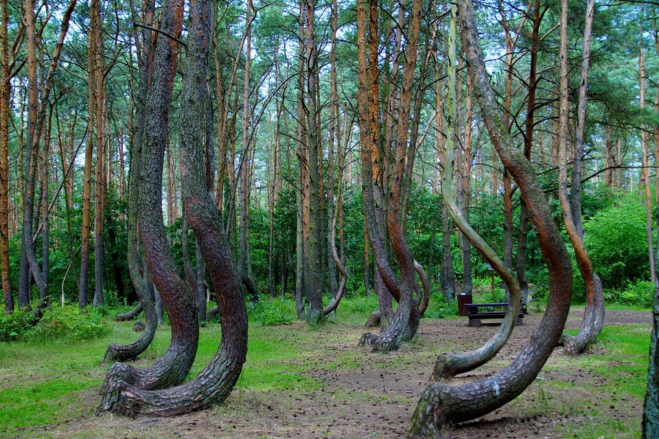 Дивовижні ліси з фото - Кривий ліс у Польщі