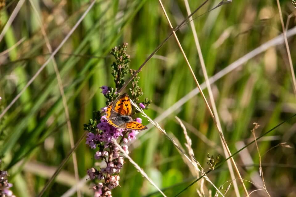 Маленькі метелики України - дукачик грянець (Lycaena phlaeas)