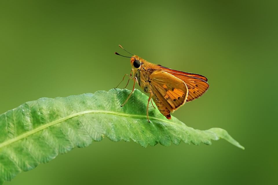 Найменші метелики з фото - мініатюрний головчак/товстоголовка (Ancyloxypha numitor)