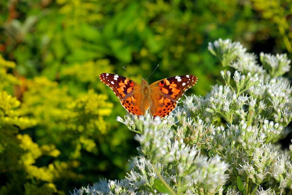 Найменші метелики з фото - металева ріодініда (Calephelis virginiensis)