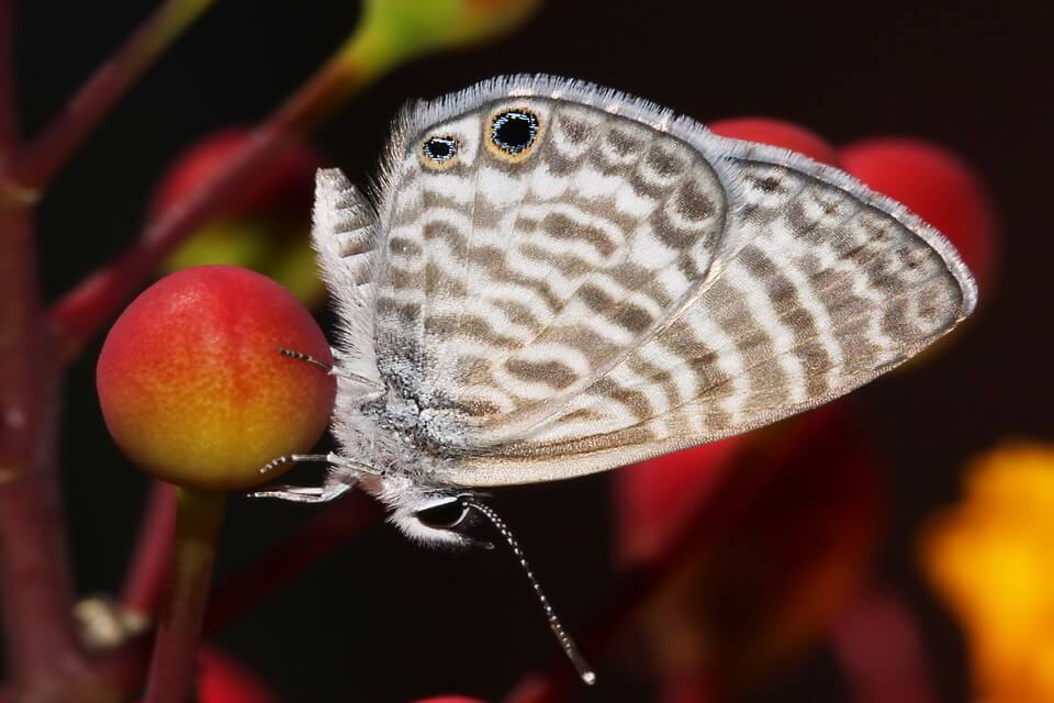 Маленькі метелики - морський чи смугастий блакитний синявець (Leptotes marina)