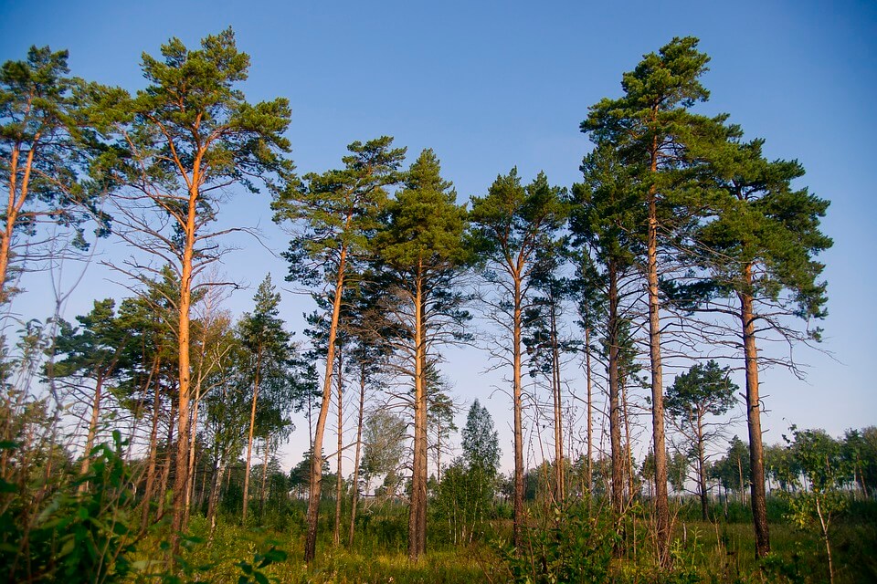 Дерева на болотах - сосна болотяна (Pinus palustris)