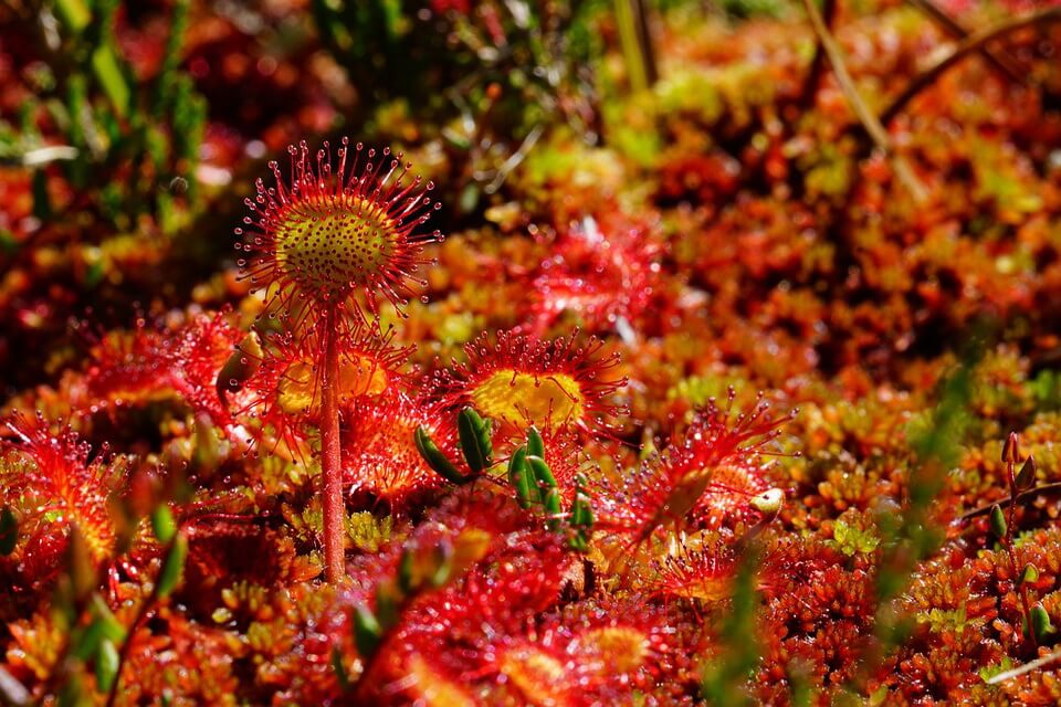 Болотні рослини з фото - Росичка (Drosera)