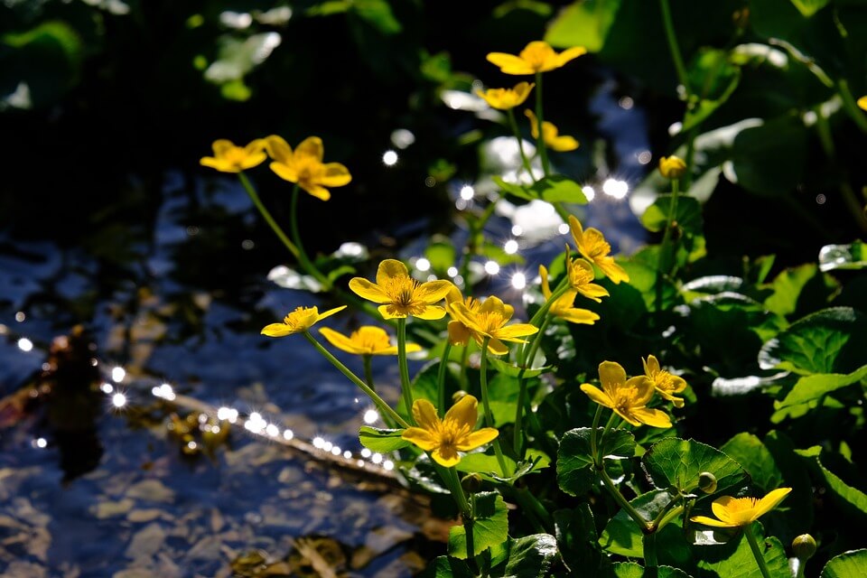 Рослини боліт - Калюжниця болотяна (Caltha palustris)