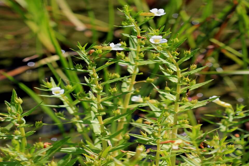 Болотні рослини з фото - Авран лікарський (Gratiola officinalis)