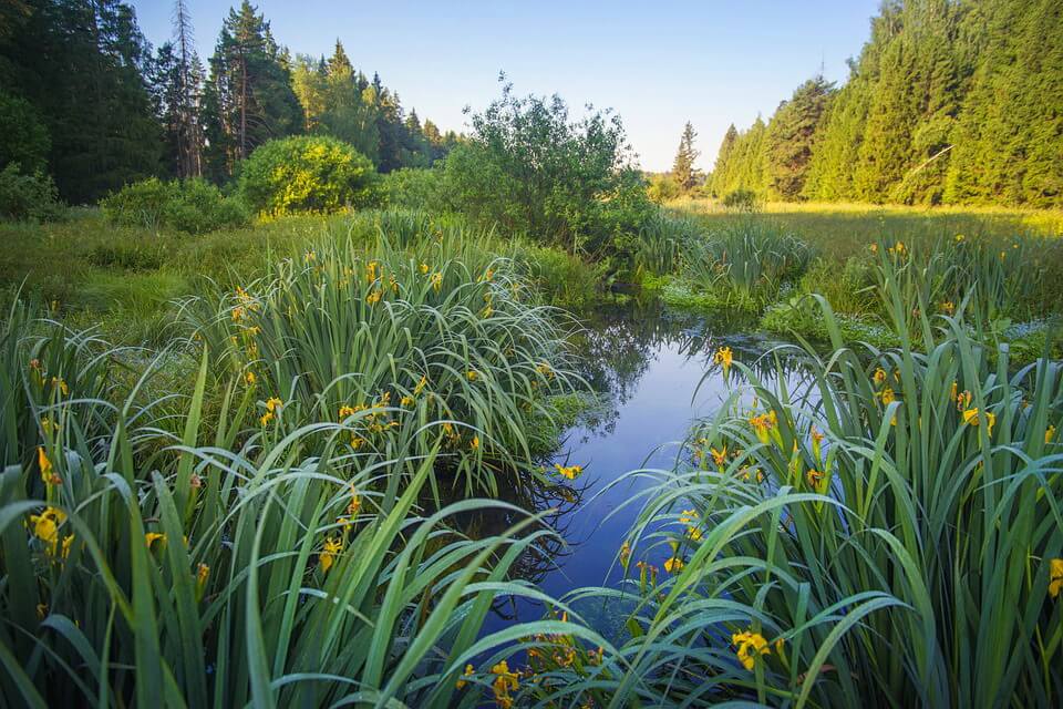 Рослини боліт - Півники болотяні чи болотні (Iris pseudacorus)