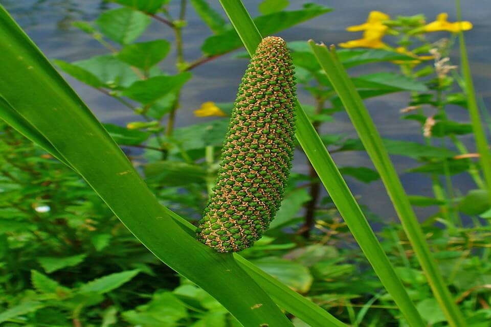 Болотні рослини - лепеха звичайна/очеретяна чи аїр звичайний (Acorus calamus)