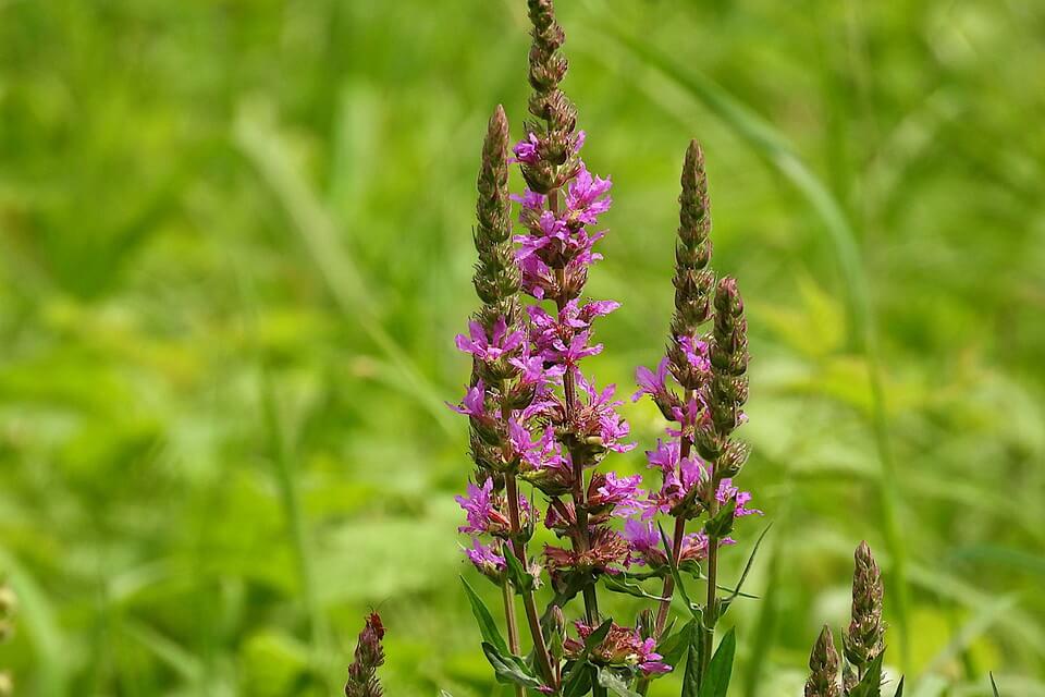 Болотяні рослини - плакун верболистий (Lythrum salicaria)