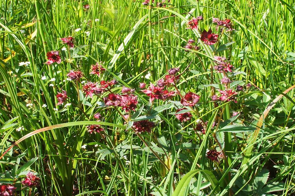 Рослини на болоті - вовче тіло болотяне чи перстач болотний (Comarum palustre або Potentilla palustris)