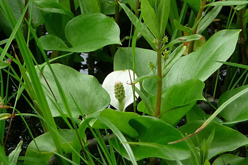 Болотні рослини з фото - образки болотяні чи білокрильник (Calla palustris)