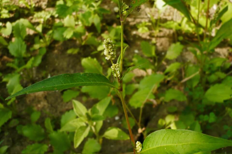 Рослинність боліт - Гірчак перцевий (Persicaria hydropiper)