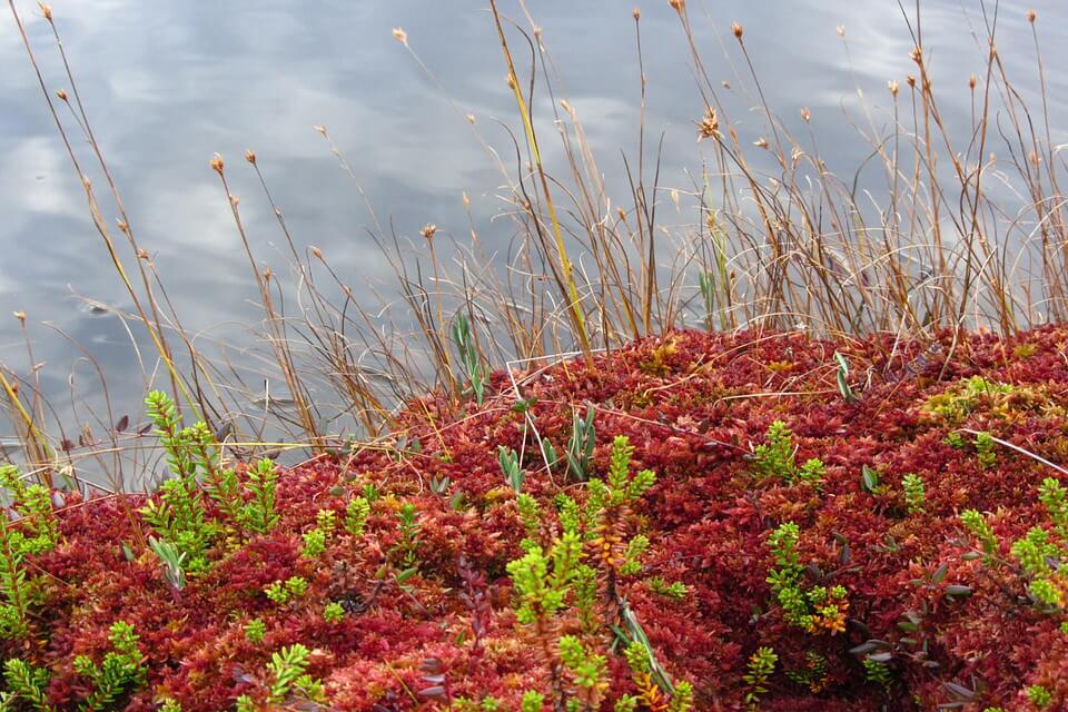 Болотні рослини - мох сфагнум (Sphagnum)