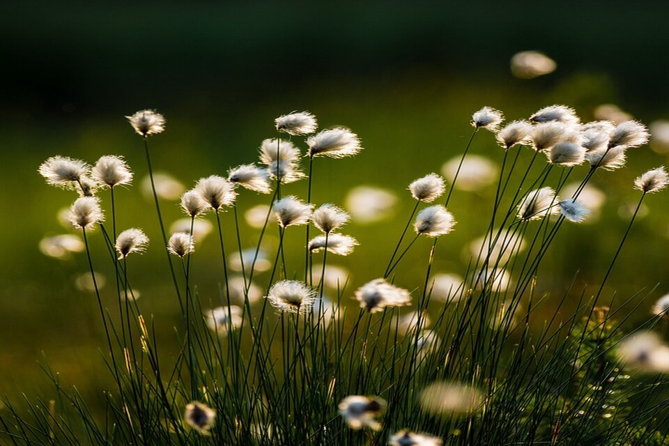 Болотні рослини з фото - пухівка (Eriophorum)