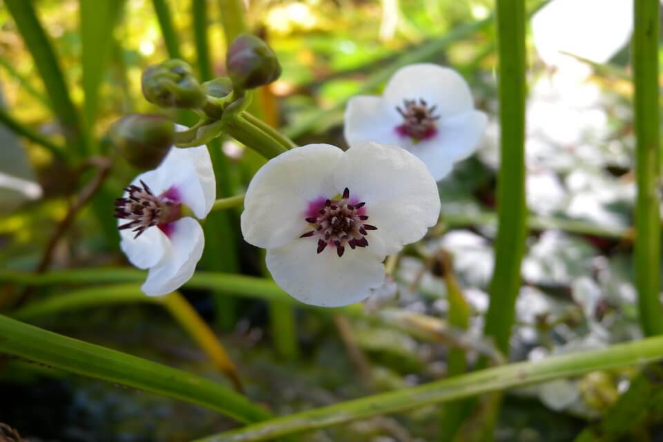 Болотяні рослини - стрілиця звичайна (Sagittaria sagittifolia)