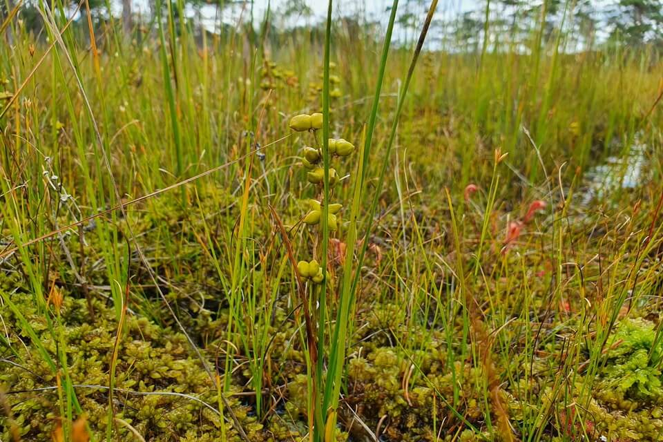 Рослини боліт - болотянка звичайна чи шейхцерія болотна (Scheuchzeria palustris)