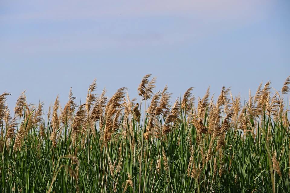 Болотяні рослини - очерет звичайний чи тростина звичайна (Phragmites australis)