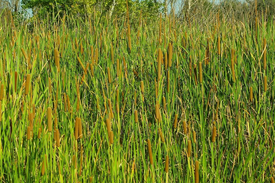 Болотні рослини з фото - рогіз (Typha)