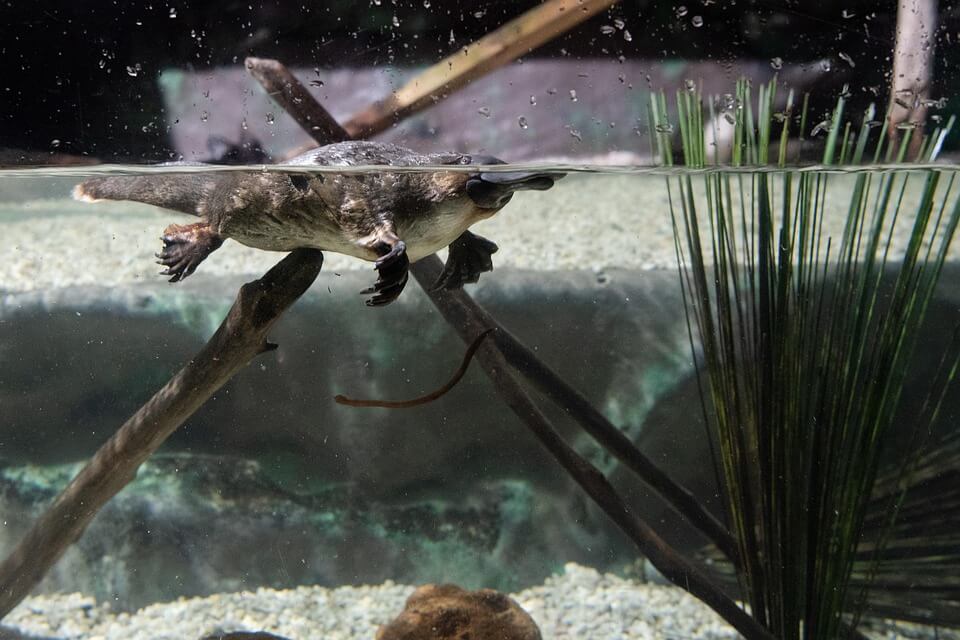Тварини-ендеміки Австралії - качкодзьоб (Ornithorhynchus anatinus)