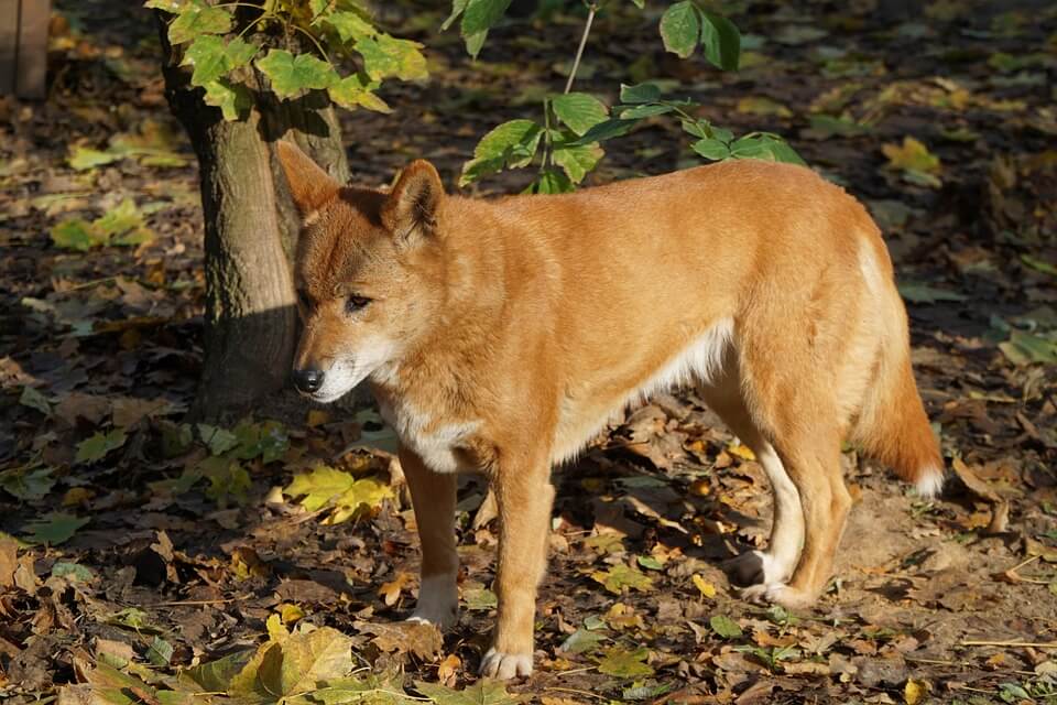Ендемічні тварини Австралії - динго (Canis lupus dingo)