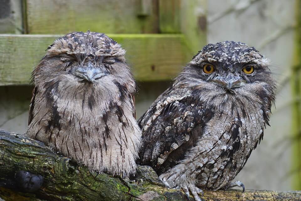 Ендемічні птахи Австралії - білоніг австралійський (Podargus strigoides)