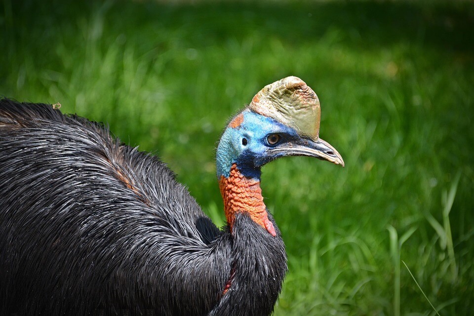 Австралійські птахи - казуар (Casuarius)