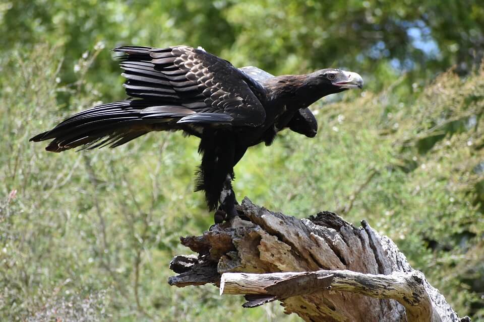 Хижі птахи Австралії - орел австралійський (Aquila audax)