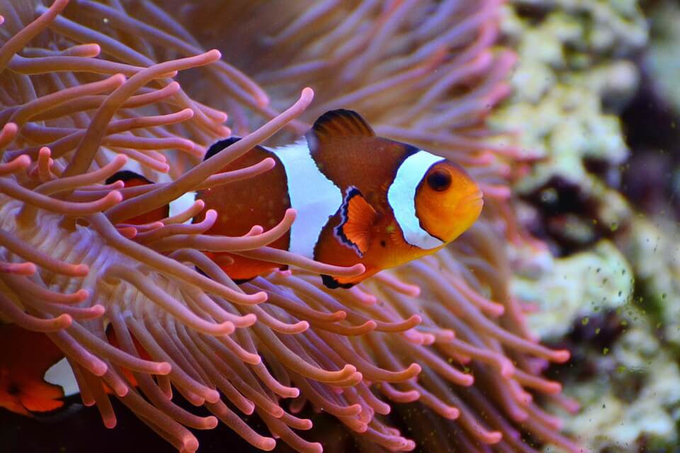 Морські тварини в Австралії - риба-клоун (Amphiprion)