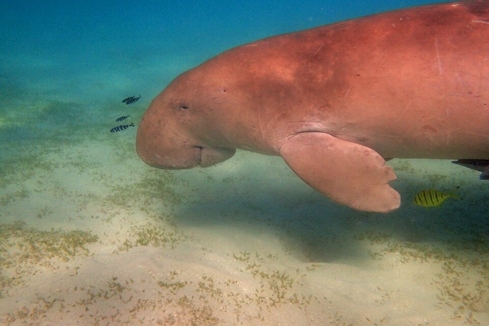 Морські тварини Австралії - дюгонь (Dugong dugon)