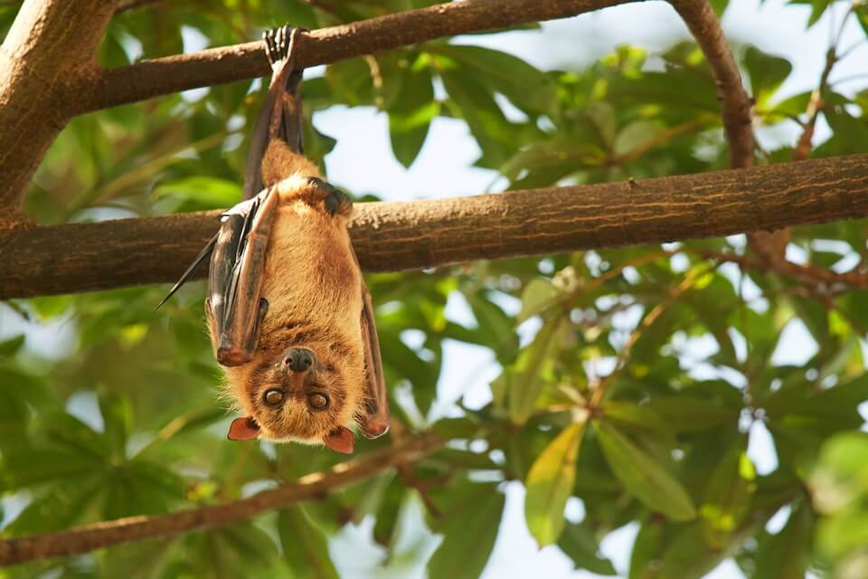 Тварини, що живуть в Австралії - крилан (Pteropus)