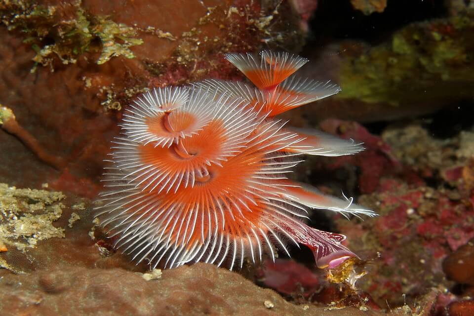 Черв’як «Різдвяна ялинка» (Spirobranchus giganteus)