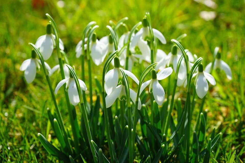 Весняні білі квіти - Підсніжники (Galanthus)