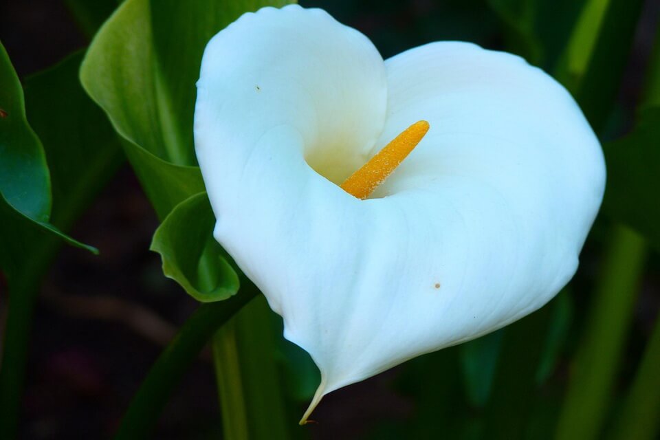 Кала біла чи зантедескія біла (Zantedeschia aethiopica)