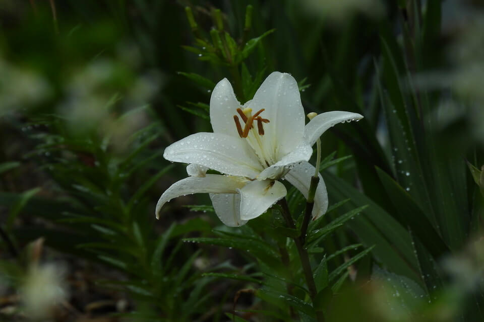 Білі квіти з фото - Лілія біла (Lilium candidum)