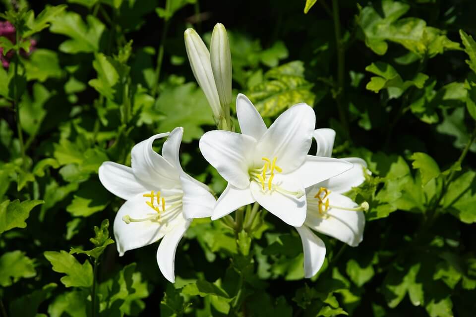 Квіти білого кольору - Лілія біла (Lilium candidum)