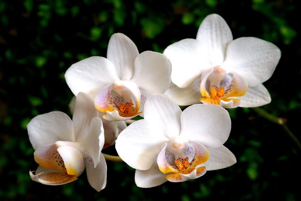 Кімнатні квіти білого кольору - Фаленопсис білий (Phalaenopsis)