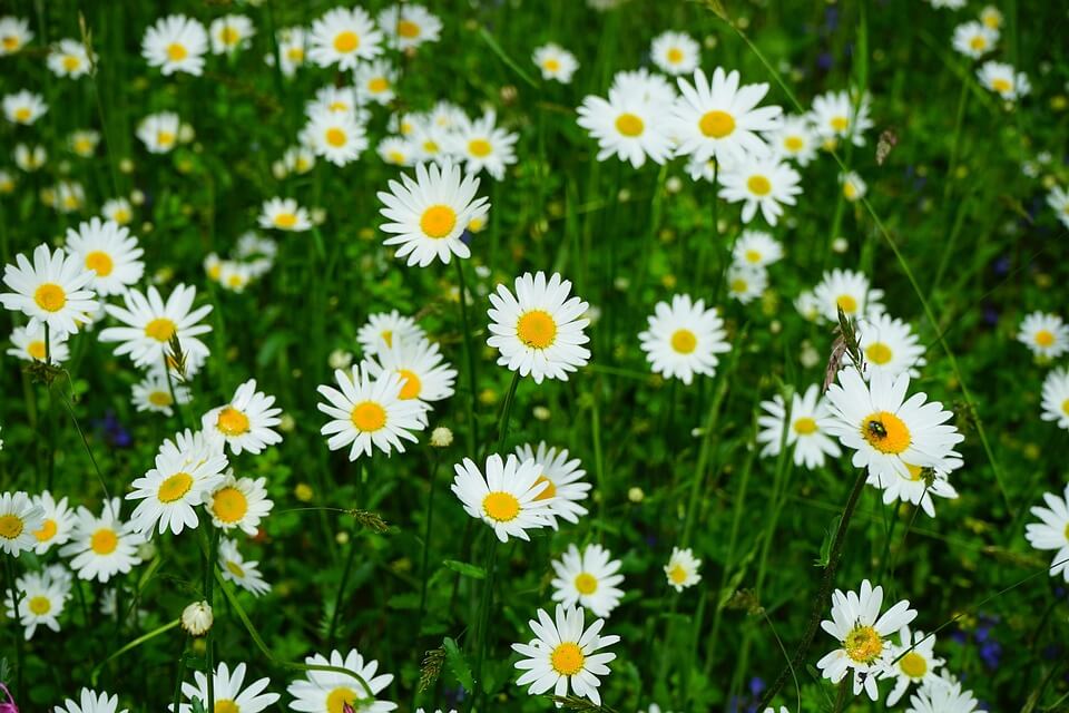 Білі квіти на луках - Королиця (Leucanthemum)