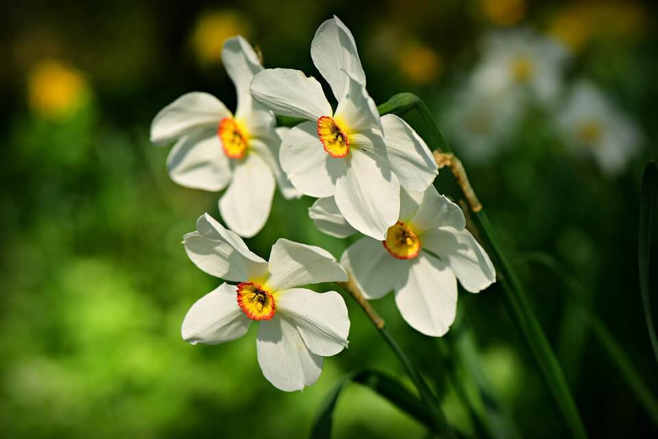 Нарцис білий (Narcissus poeticus)