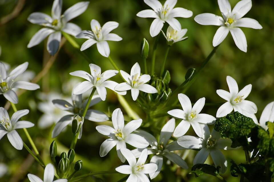 Білі квіти - Рястка чи птахомлечник (Ornithogalum)
